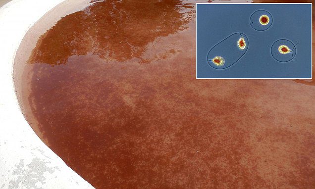 Chuva de sangue: quando a água cai vermelha do céu