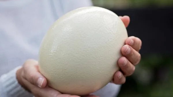 Maior ovo de avestruz: o recorde mais impressionante
