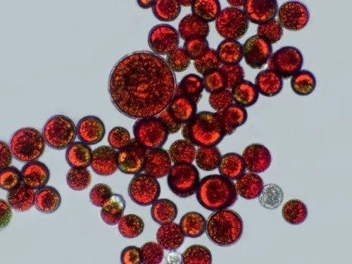 Visão microscópica da microalga Haematococcus pluvialis Visão microscópica da microalga Haematococcus pluvialis na chuva de sangue