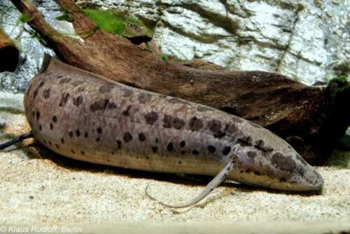 O peixe pulmonado africano (Protopterus annectens), um peixe capaz de respirar fora d’água e se locomover em terra