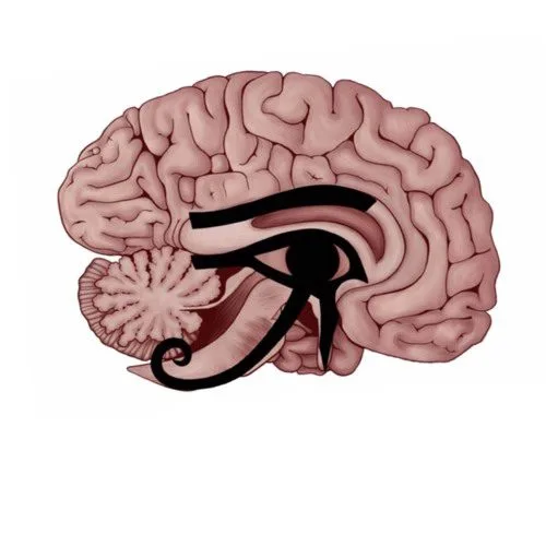Terceiro olho e glândula pineal 