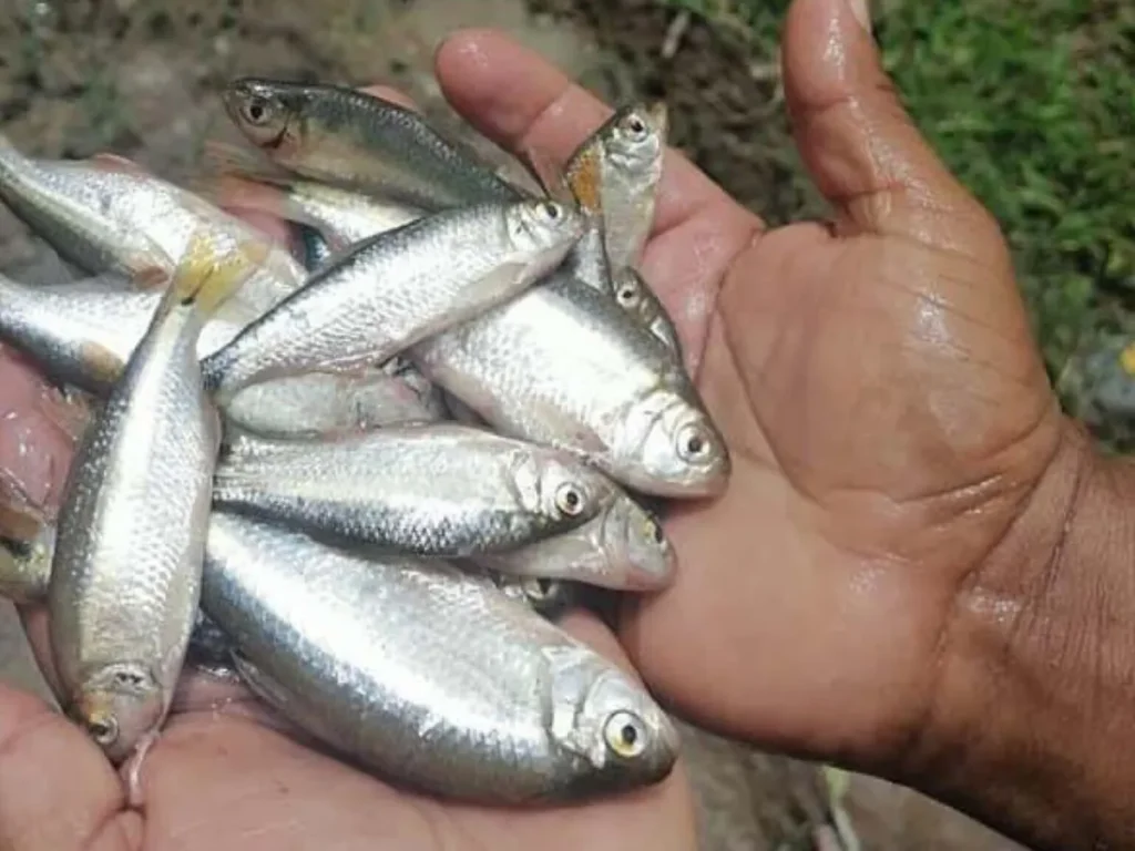 chuva-peixes-honduras Relato de chuva de peixes em Yoro
