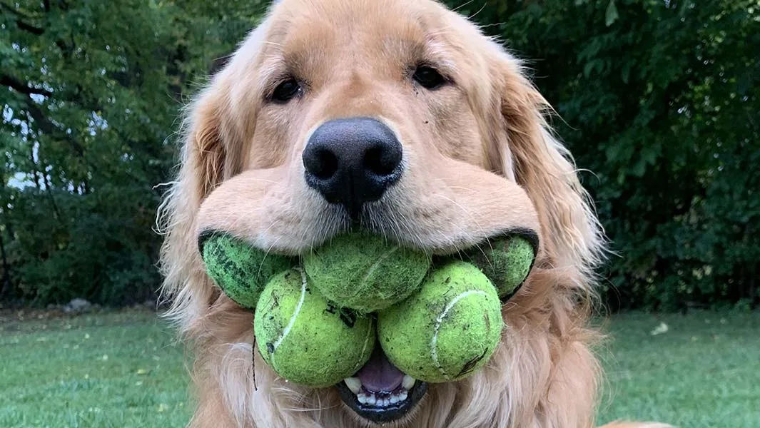 Recorde canino: o cachorro que pegou mais bolinhas em 1 minuto