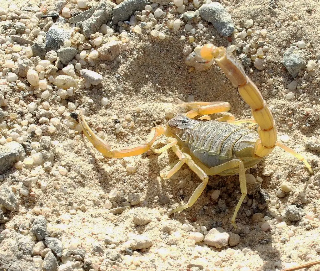 large (1) Animais mais venenosos - escorpião amarelo