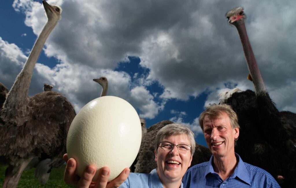 largest-egg-from-a-bird-living-header O maior ovo de avestruz do mundo