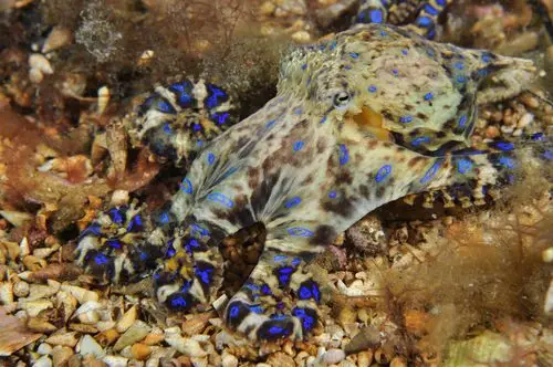 medium Animais mais venenosos - Polvo-de-anéis-azuis