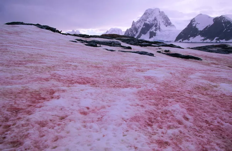 Neve colorida: descubra as causas desse fenômeno raro e impressionante