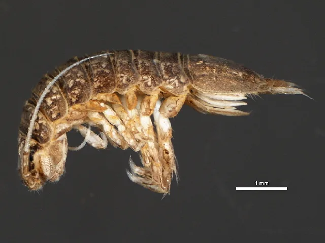 Isópode cavernícola (Caecidotea spp.) Isópode cavernícola (Caecidotea spp.) espécie adaptada ao escuro