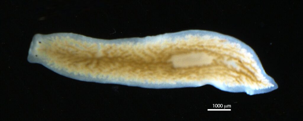 Planária subterrânea (Dendrocoelum lacteum) Planária subterrânea (Dendrocoelum lacteum) adaptada ao escuro