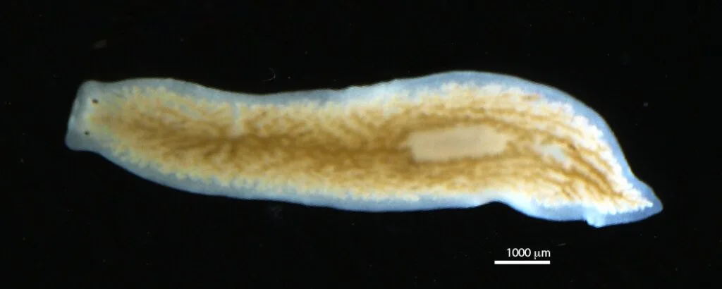 Planária subterrânea (Dendrocoelum lacteum) adaptada ao escuro
