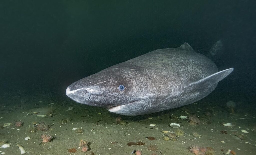 Greenland-Shark-115
