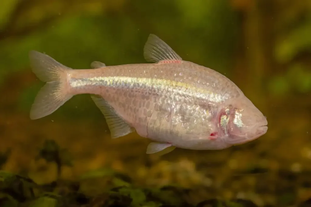 Peixe-cego do México (Astyanax mexicanus) Peixe-cego do México (Astyanax mexicanus) adaptado ao escuro