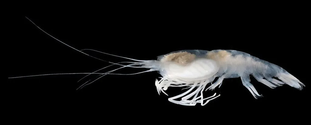 Camarão cavernícola (Typhlatya spp.) adaptado ao escuro