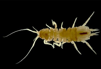 Animais que evoluíram no escuro – Parte 2