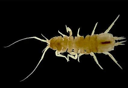 Isópode cavernícola visto em detalhe com corpo pálido e longas antenas