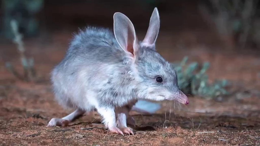 Bilby Bilby, o símbolo australiano