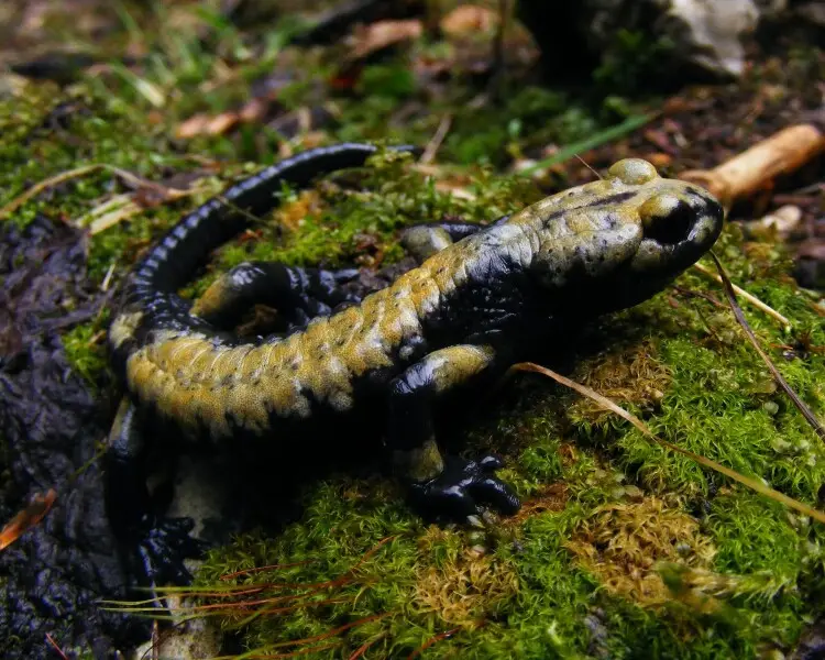 salamandra-atra