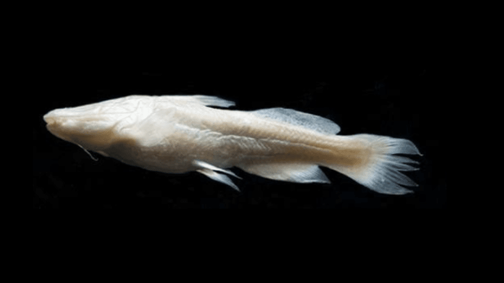 Peixe-demônio do Texas (Satan eurystomus) espécie adaptada ao escuro dos mares Peixe-demônio do Texas (Satan eurystomus) espécie adaptada ao escuro dos mares