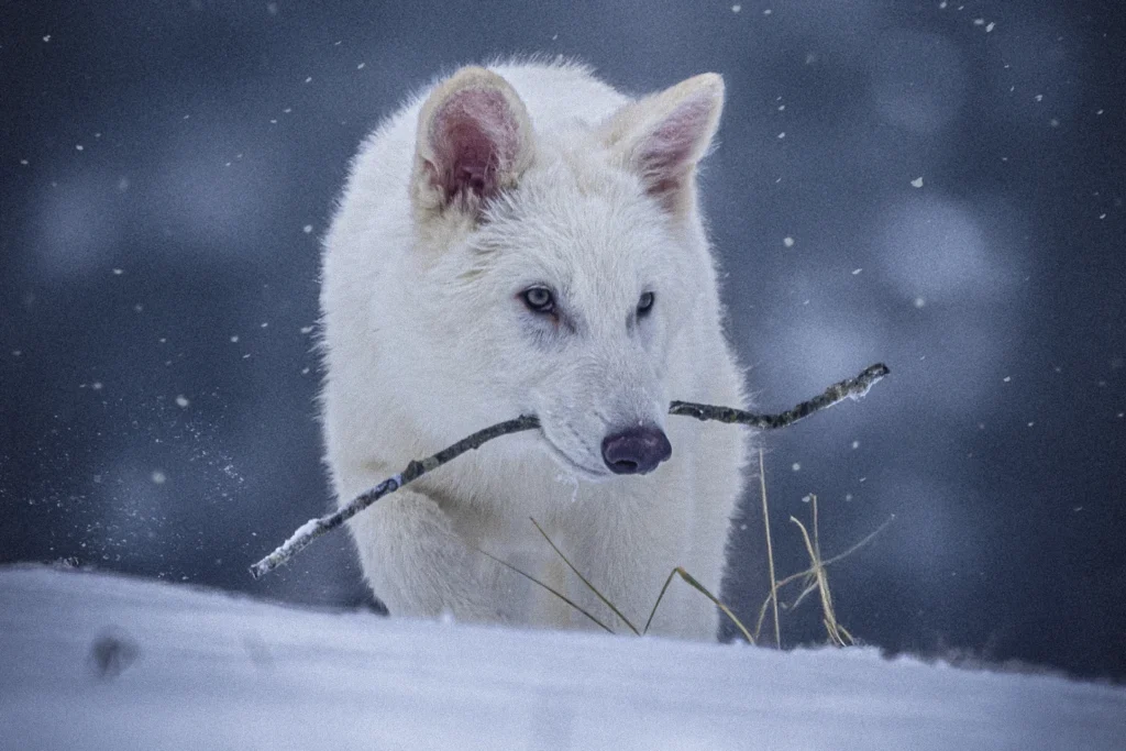 Hibrido lobo-terrível - Foto: (Colossal Biosciences) Hibrido lobo-terrível - Foto: (Colossal Biosciences)