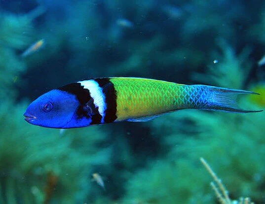 Bodião-de-cabeça-azul (Thalassoma bifasciatum) Bodião-de-cabeça-azul (Thalassoma bifasciatum)