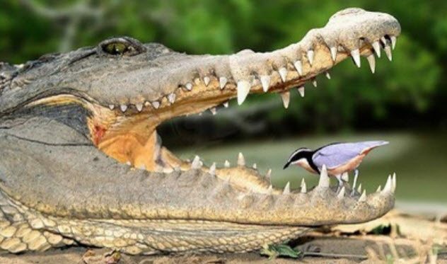 6-crocodile-and-plover-bird Os crocodilos na África têm uma relação única com os pássaros palito