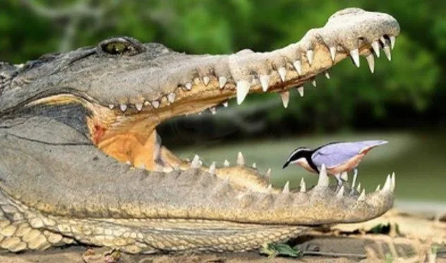 Os crocodilos na África têm uma relação única com os pássaros palito
