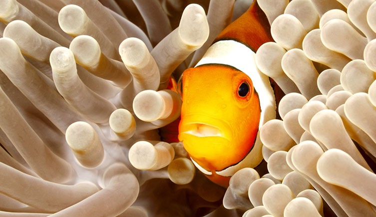 Acredita-se que o muco desempenhe um papel na proteção do peixe-palhaço contra a picada da anêmona Acredita-se que o muco desempenhe um papel na proteção do peixe-palhaço contra a picada da anêmona