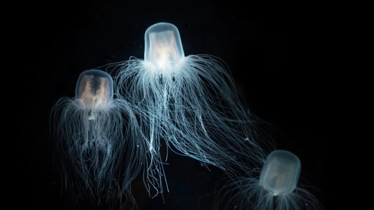 Imagem ilustrativa da água-viva Turritopsis dohrnii, conhecida por sua capacidade de reverter o envelhecimento.