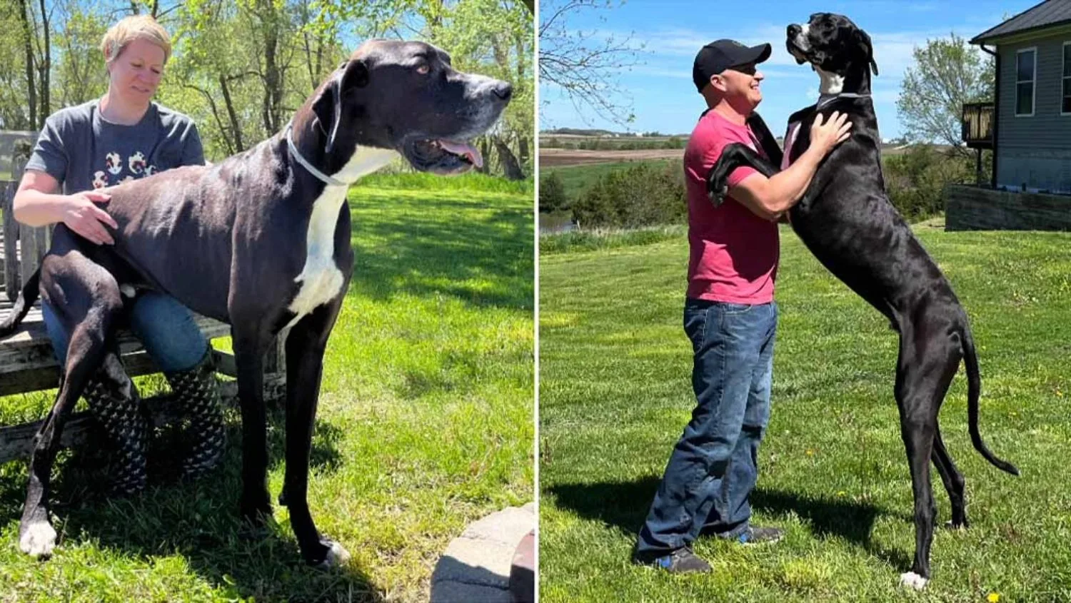 Recorde canino: o maior e o menor cachorro