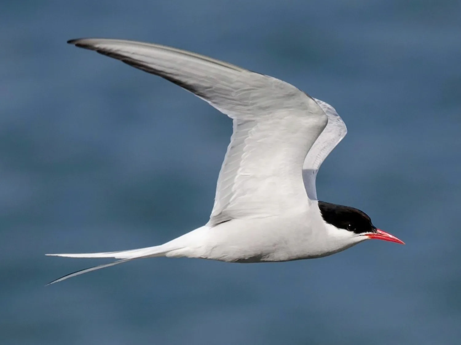 Andorinha-do-ártico em voo sobre o oceano, símbolo da maior migração animal do planeta.