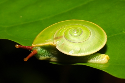Angustopila dominikae Angustopila dominikae