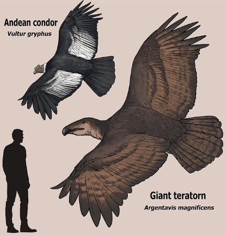 Argentavis
