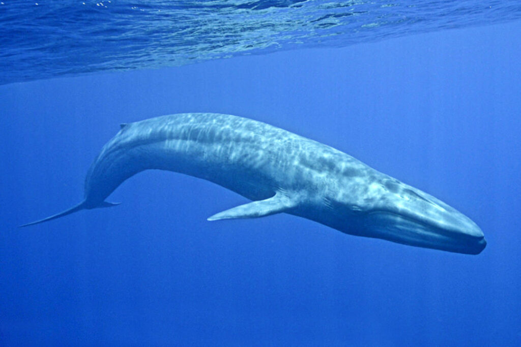 Balaenoptera musculus