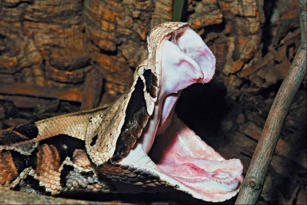Bitis gabonica Bitis gabonica