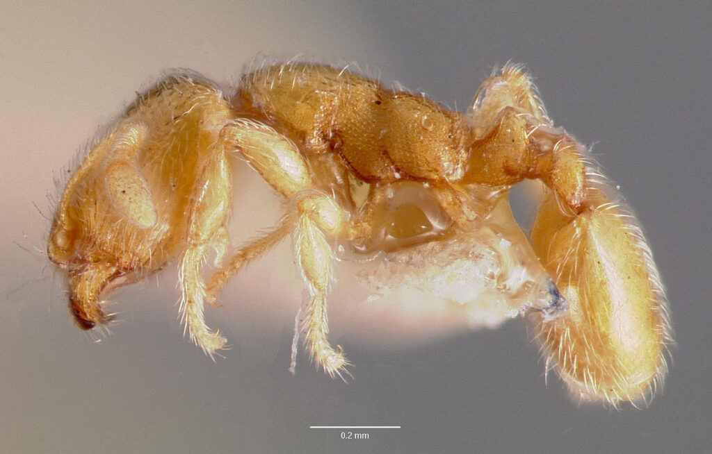 Carebara atoma Carebara atoma