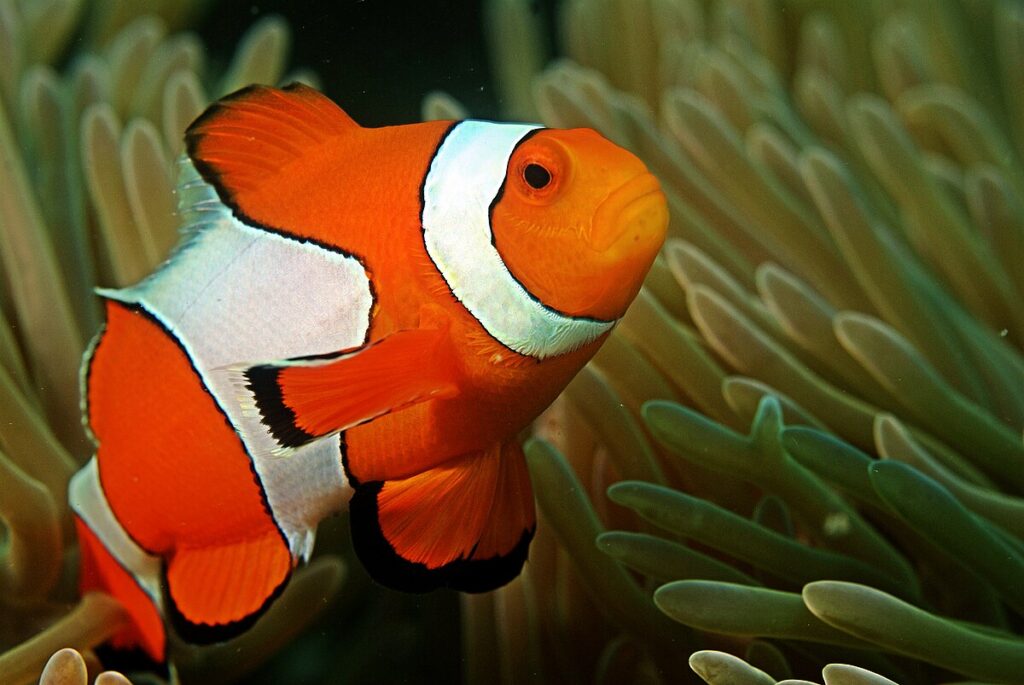 animais que mudam de sexo: peixe palhaço animais que mudam de sexo: peixe palhaço