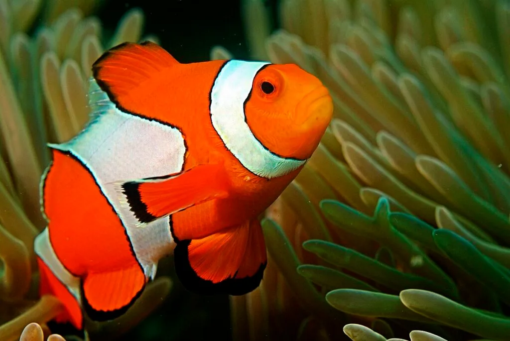animais que mudam de sexo: peixe palhaço