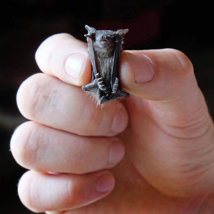 Craseonycteris thonglongyai Menores animais: Craseonycteris thonglongyai