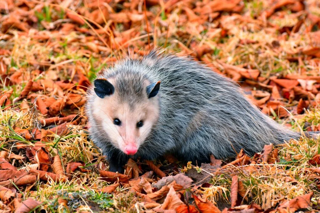 Didelphis virginiana