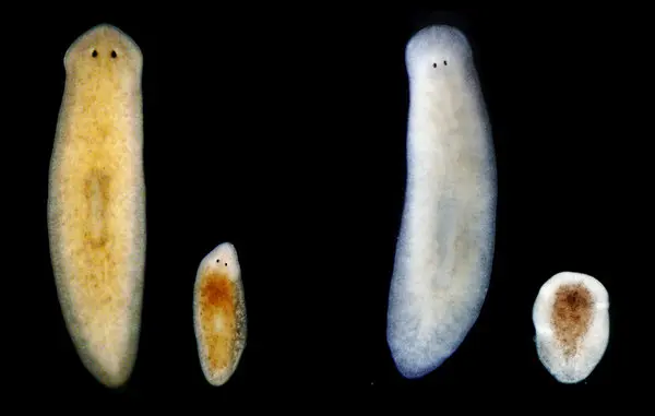 Animais imortais: Dugesia japonica Animais imortais: Dugesia japonica