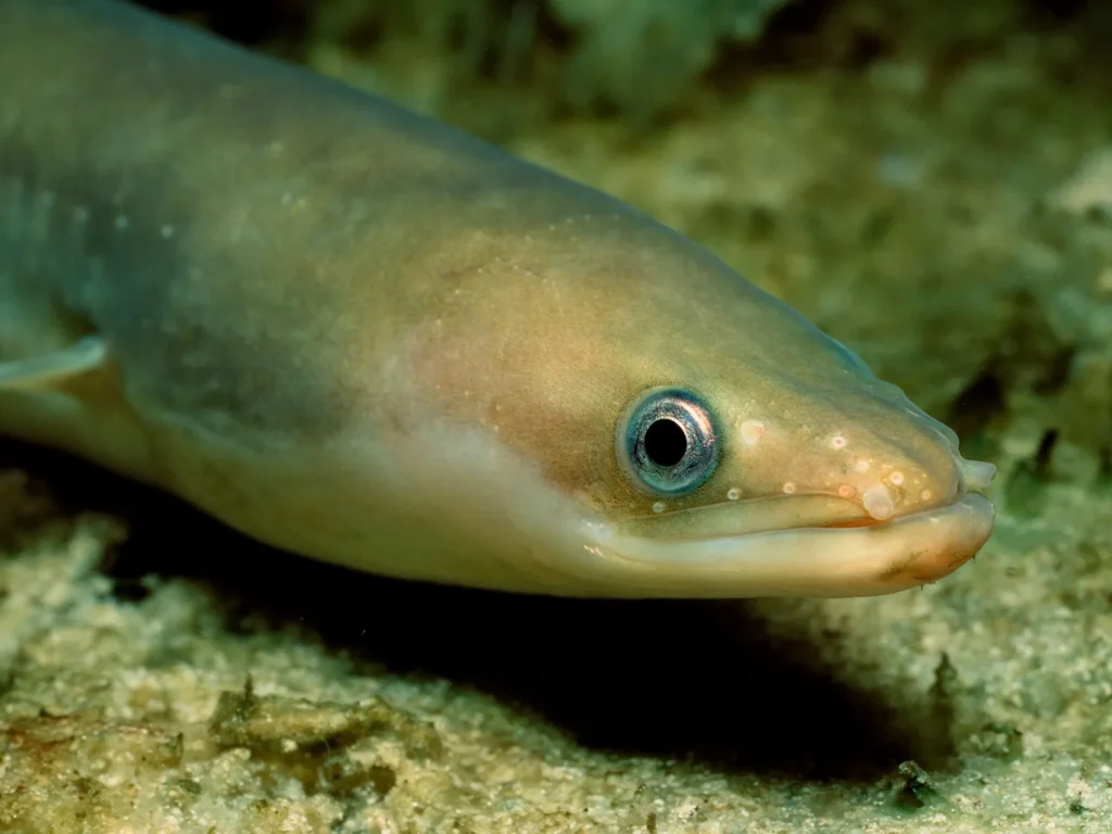 European eel Enguia