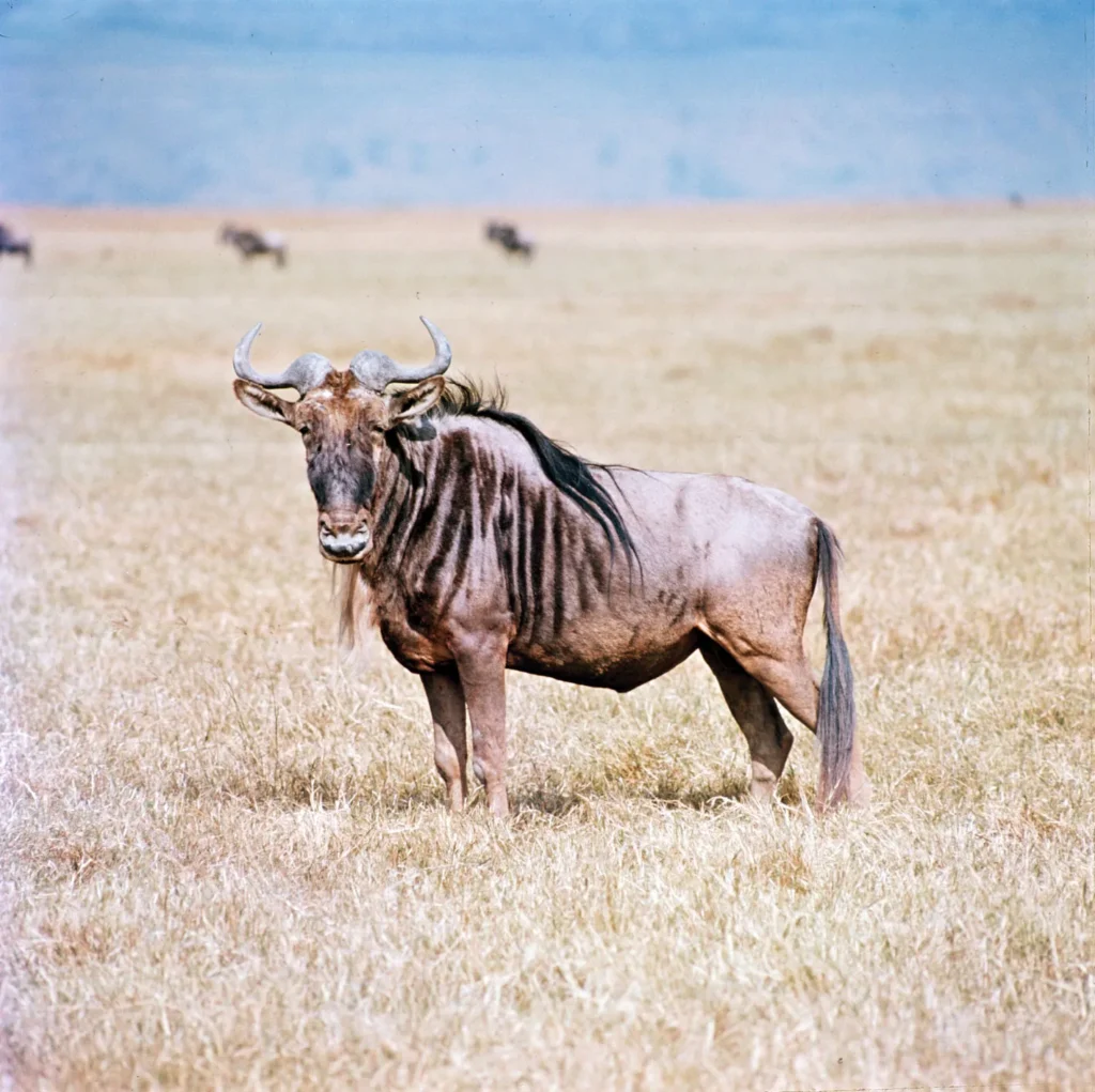 Gnu Gnu