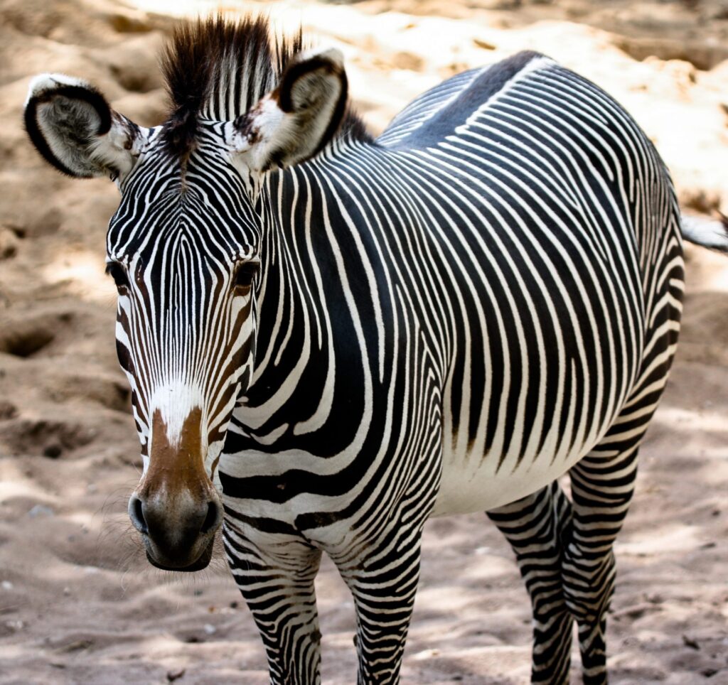 Zebra em foco Zebra em foco