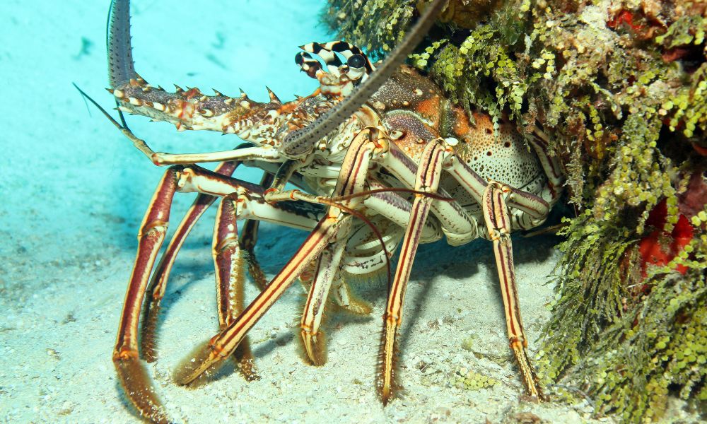 Homarus americanus Homarus americanus