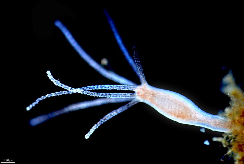 Animais imortais: Hydra vulgaris Animais imortais: Hydra vulgaris