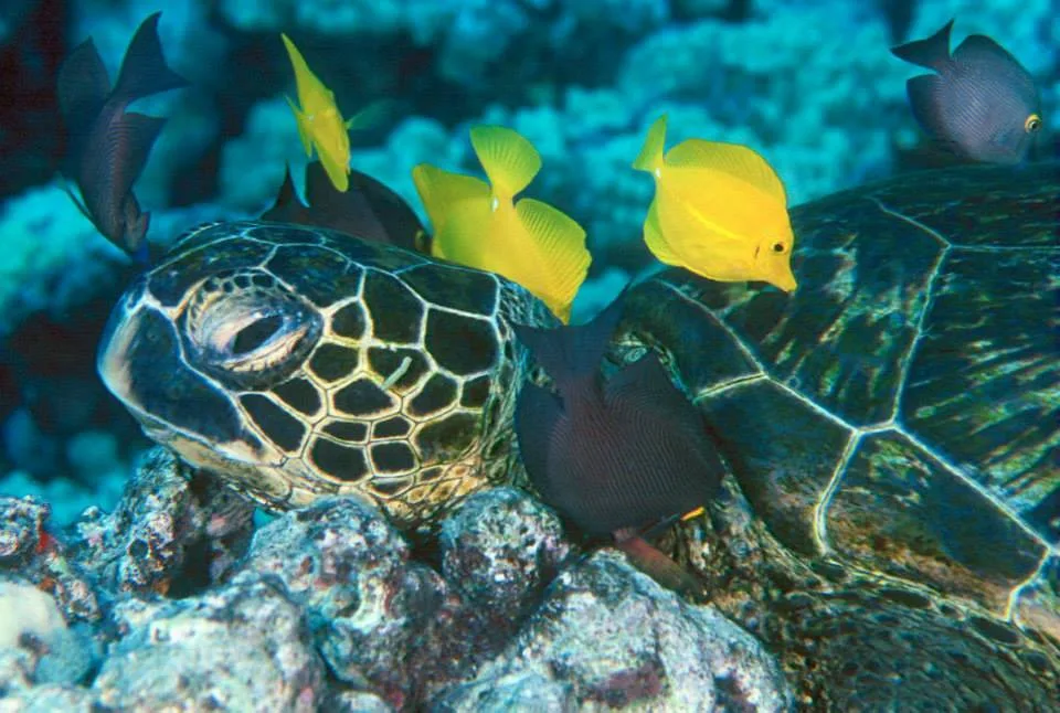 Limpeza entre peixes e tartarugas