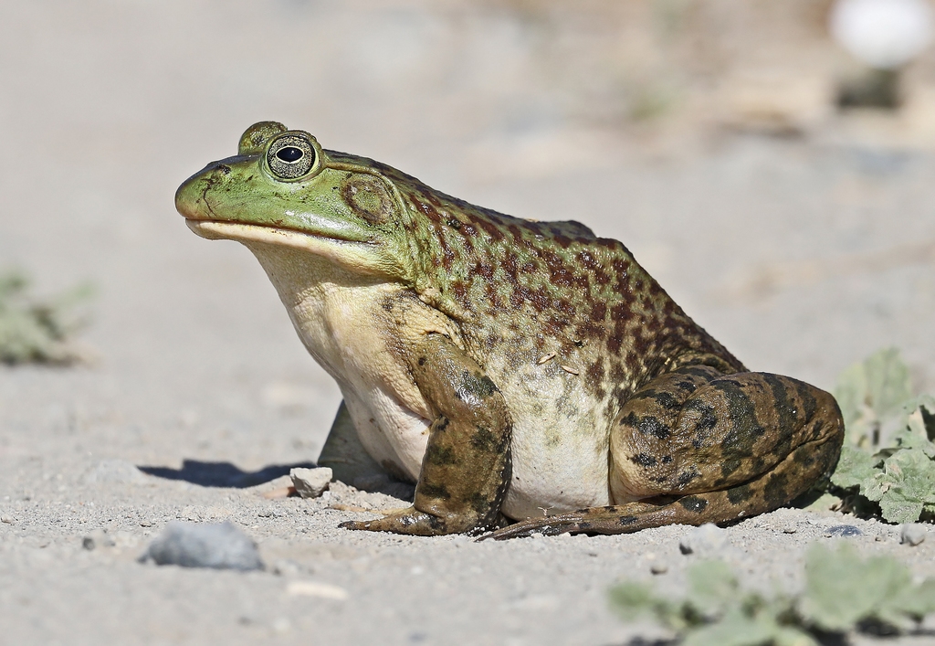 Lithobates catesbeianus