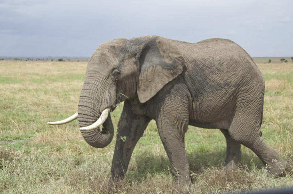 Loxodonta africana