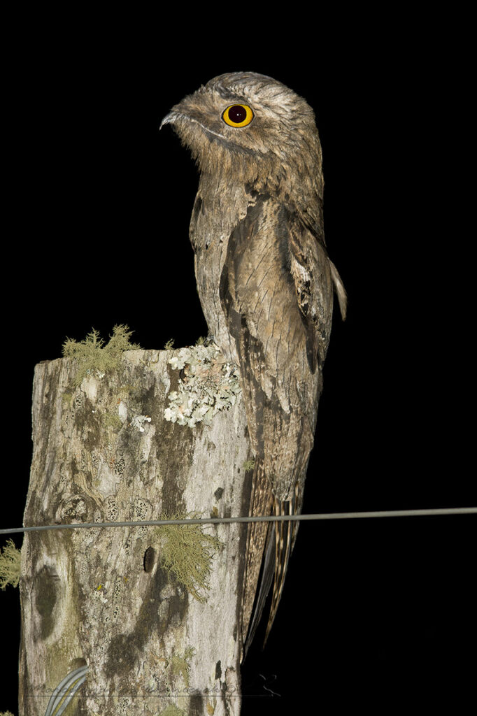 Nyctibius