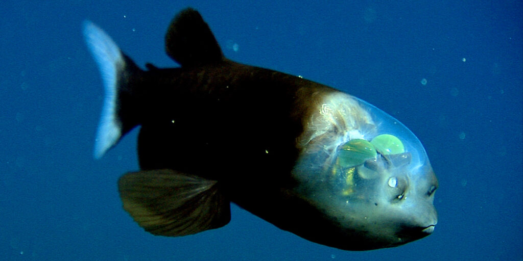 Barreleye (Macropinna microstoma) Barreleye (Macropinna microstoma)